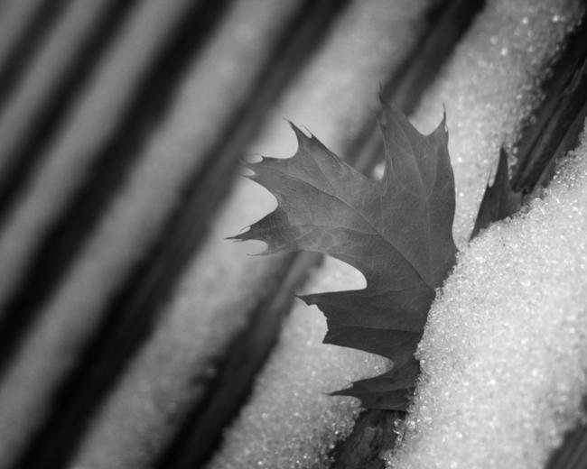 A leaf caught upright in my deck. Winter 2007.