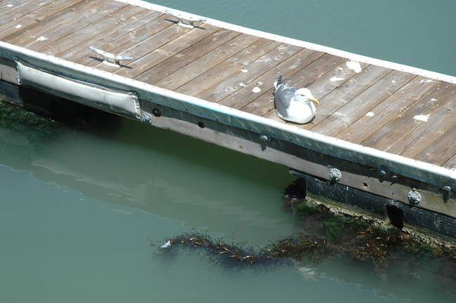 A seagull hangs out at the San Francisco wharf