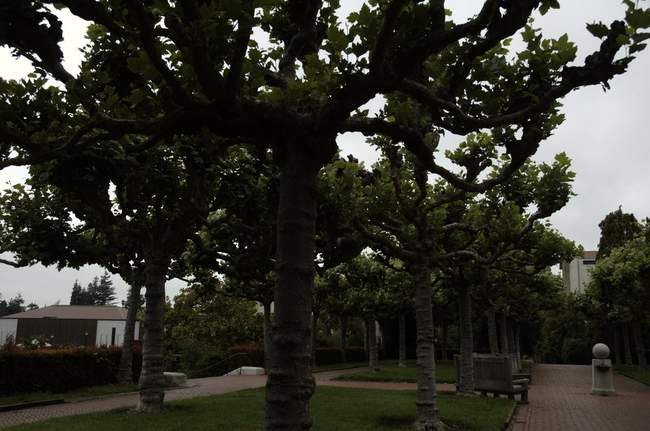 Trees at Berkeley