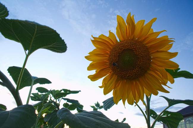A sunflower at Heritage Farm