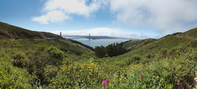 Wild flowers in the Marin Headlands, North of the Golden Gate Bridge
