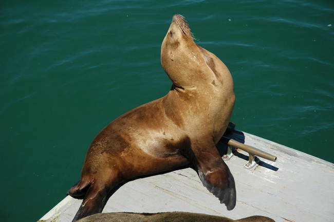 Sealions were basking in the sun off the wharf