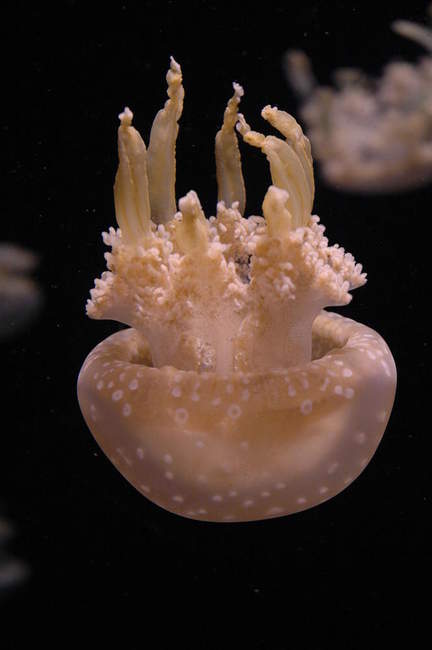Graceful, upside-down jellyfish