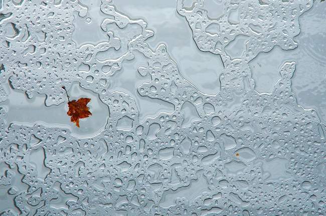 A leaf is stuck on a glass pane roof in Reston Town Center