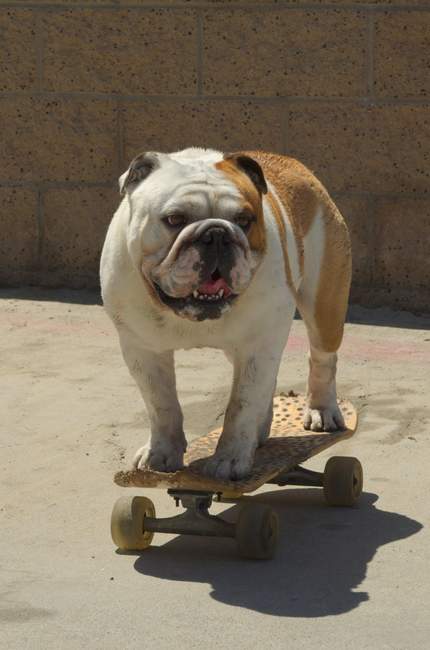 Inguss loves his skateboard, as does everyone else at the beach.